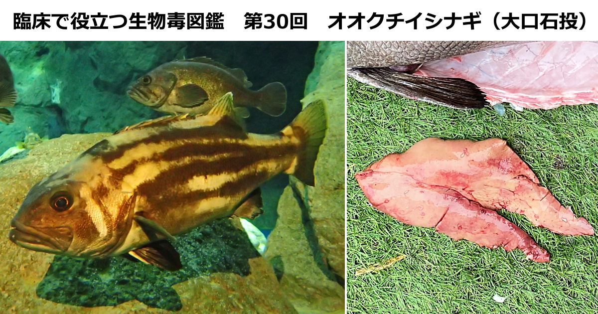 第30回　オオクチイシナギ（大口石投）　<br>上條 吉人（埼玉医科大学特任教授・臨床中毒学講座 / 同大学病院臨床中毒センター長）