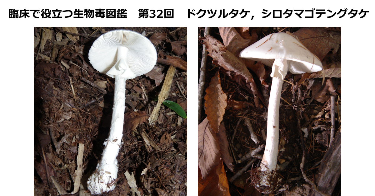 第32回　ドクツルタケ，シロタマゴテングタケ上條 吉人（埼玉医科大学特任教授・臨床中毒学講座 / 同大学病院臨床中毒センター長）
