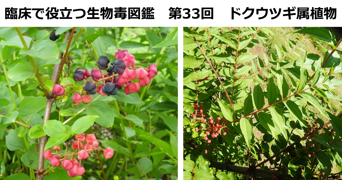 第33回　ドクウツギ属植物　 上條 吉人（埼玉医科大学特任教授・臨床中毒学講座 / 同大学病院臨床中毒センター長）