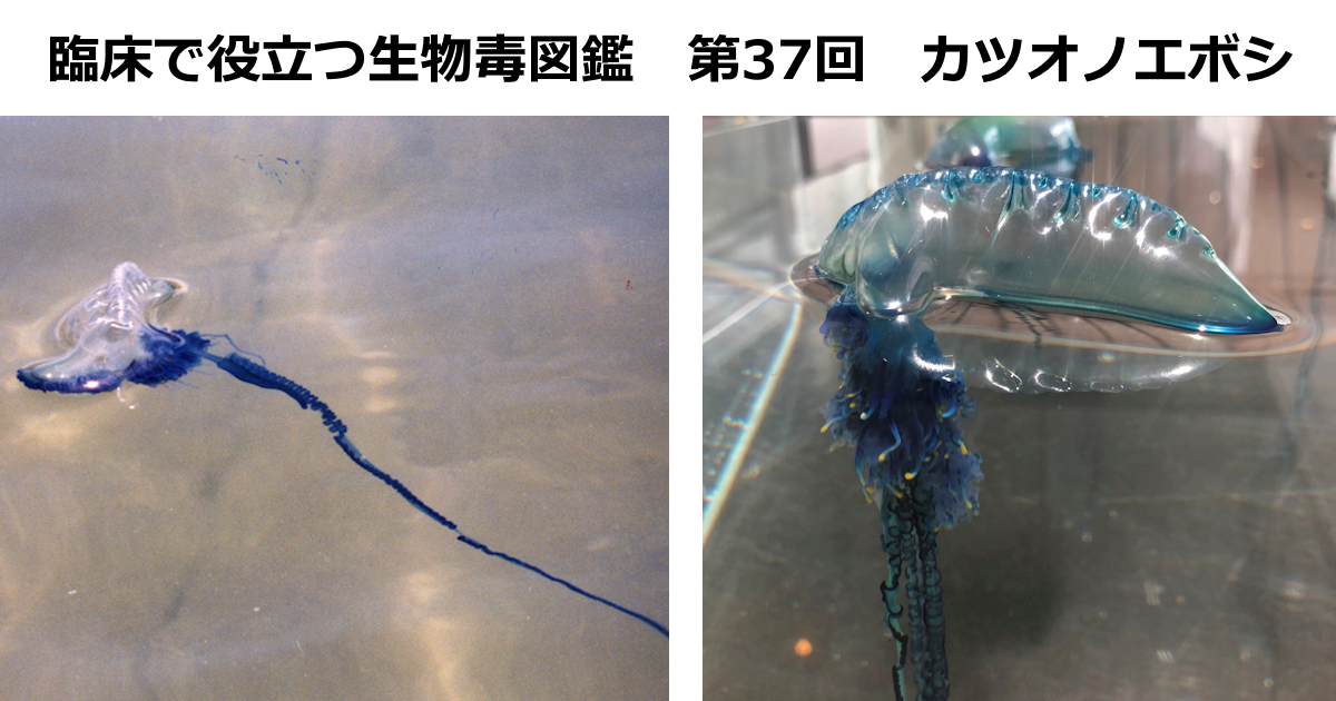 第37回　カツオノエボシ　上條 吉人（埼玉医科大学特任教授・臨床中毒学講座 / 同大学病院臨床中毒センター長）