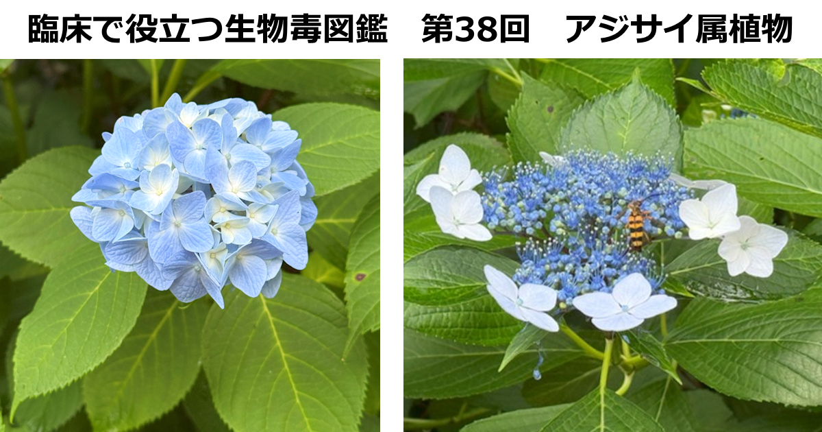 第38回　アジサイ属植物　上條 吉人（埼玉医科大学特任教授・臨床中毒学講座 / 同大学病院臨床中毒センター長）