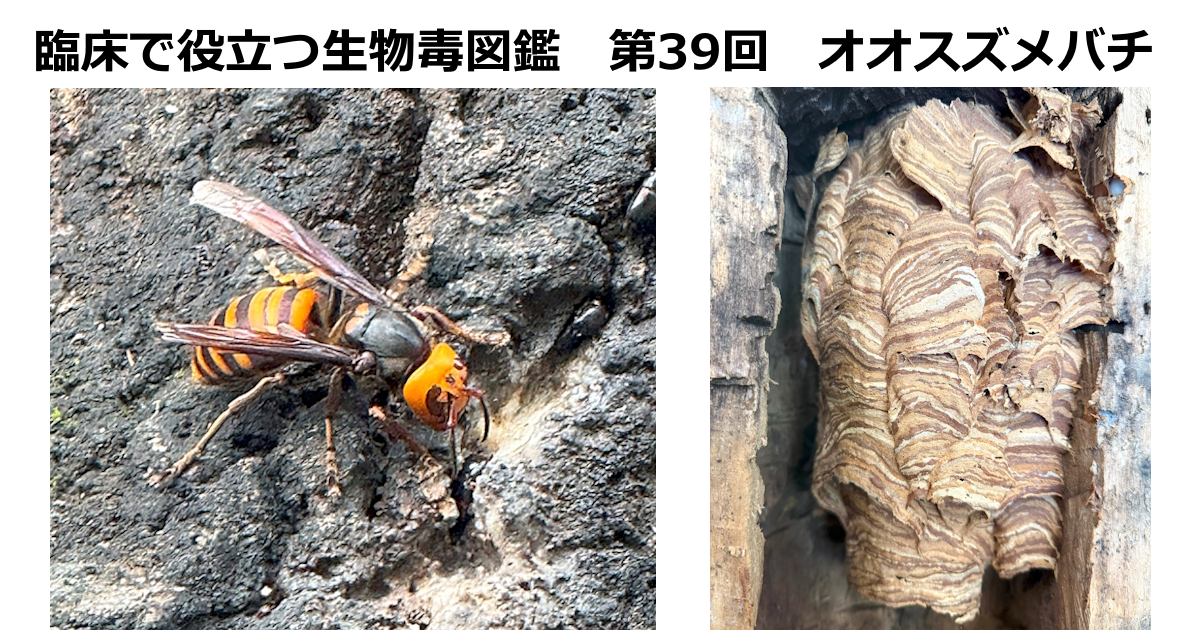 第39回　オオスズメバチ　 上條 吉人（埼玉医科大学特任教授・臨床中毒学講座 / 同大学病院臨床中毒センター長）