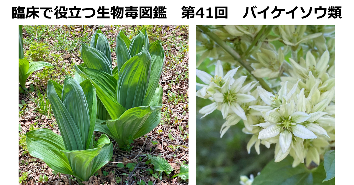 第41回　バイケイソウ類　 <br>上條 吉人（埼玉医科大学特任教授・臨床中毒学講座 / 同大学病院臨床中毒センター長）