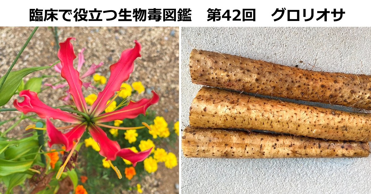第42回　グロリオサ　 上條 吉人（埼玉医科大学特任教授・臨床中毒学講座 / 同大学病院臨床中毒センター長）