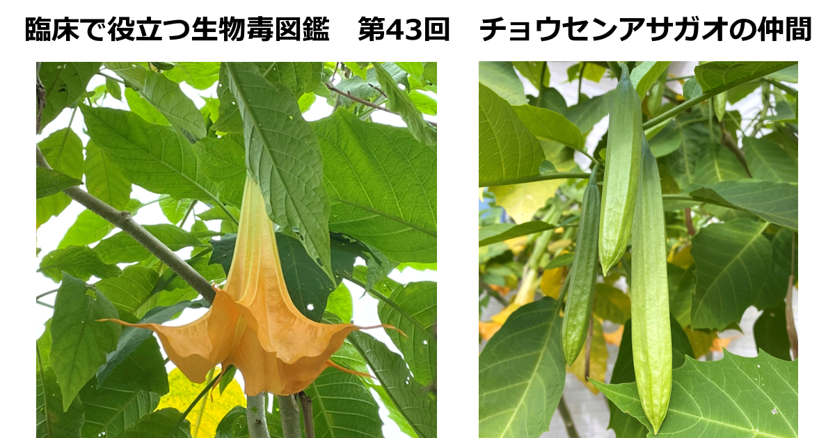 第43回　チョウセンアサガオの仲間　上條 吉人（埼玉医科大学特任教授・臨床中毒学講座 / 同大学病院臨床中毒センター長）