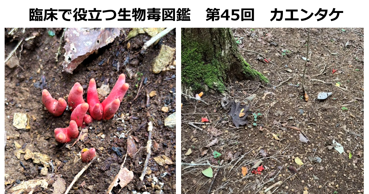 第45回　カエンタケ  上條 吉人（埼玉医科大学特任教授・臨床中毒学講座 / 同大学病院臨床中毒センター長）