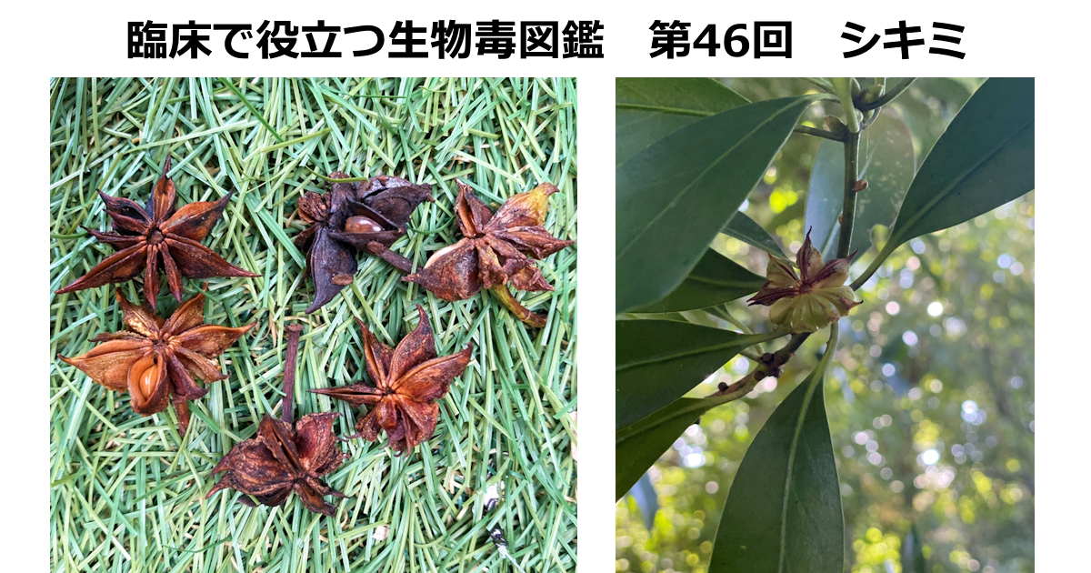 第46回　シキミ　  <br>上條 吉人（埼玉医科大学特任教授・臨床中毒学講座 / 同大学病院臨床中毒センター長）