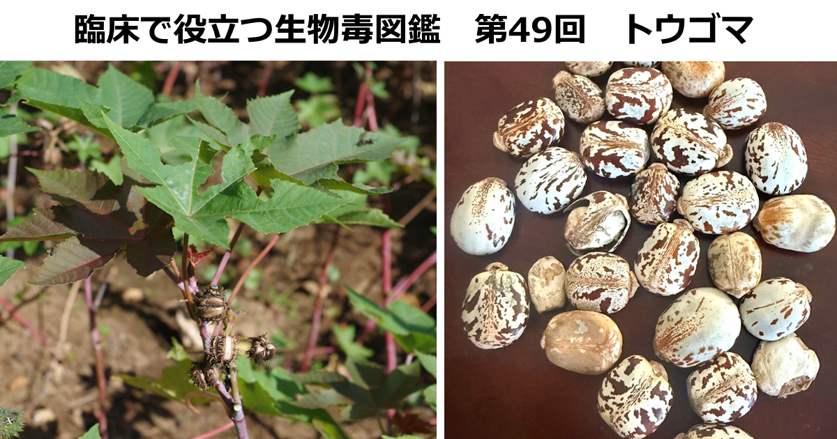 第49回　トウゴマ　  <br>上條 吉人（埼玉医科大学特任教授・臨床中毒学講座 / 同大学病院臨床中毒センター長）